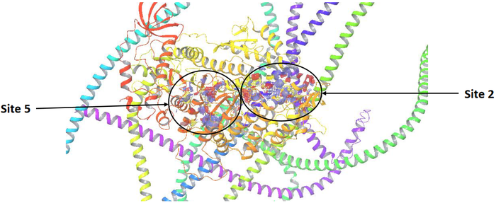 Figure 3. Prediction of potential binding sites on the surface of human myosin-2.