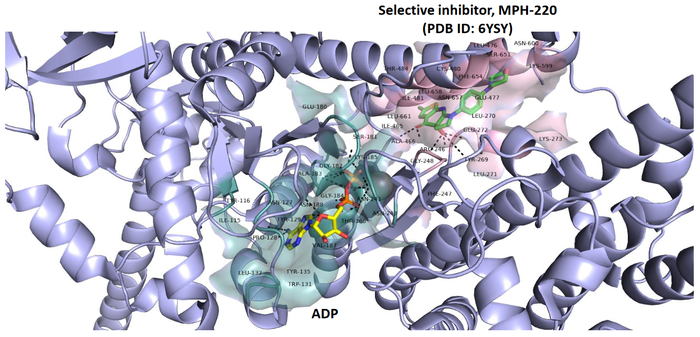 Figure 4. ADP and selective inhibitor MPH-220 binding sites (PDB ID: 6YSY).