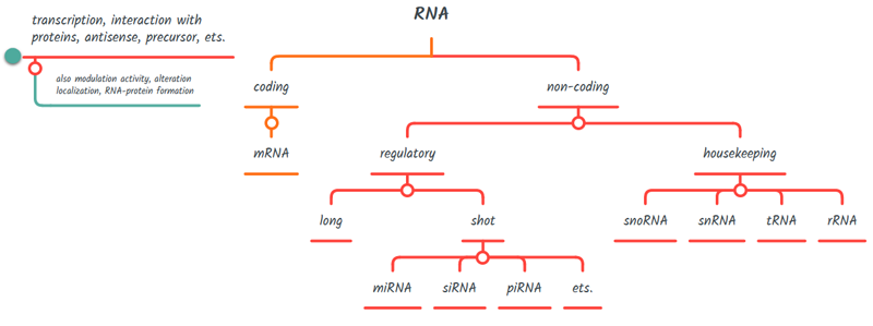 Classification of different types of RNAs.